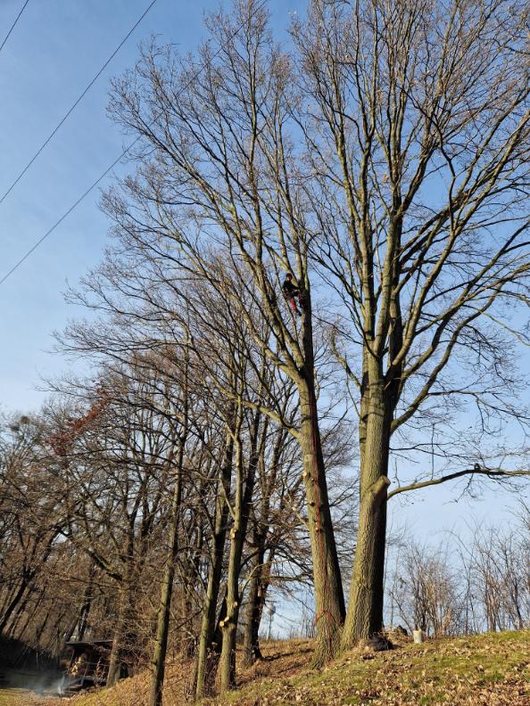ořezy dubů poblíž vedení vysokého napetí Markvartovice
